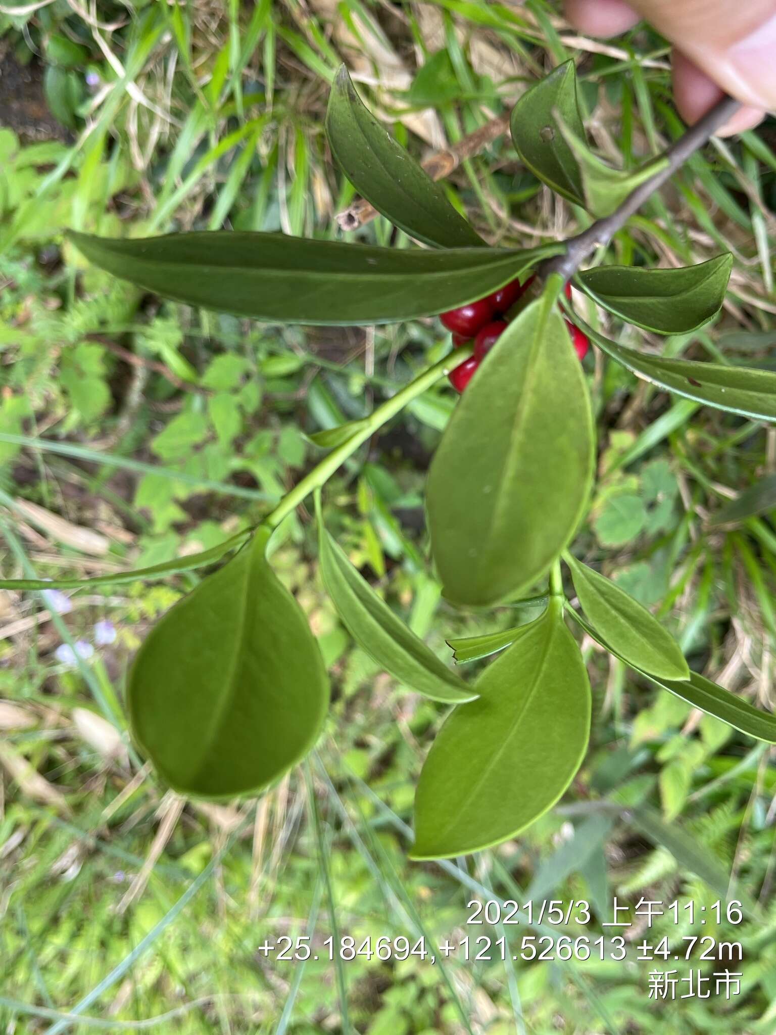 Image of Daphne kiusiana var. atrocaulis (Rehd.) F. Maekawa