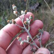 Image of Laennecia confusa (Cronq.) G. L. Nesom