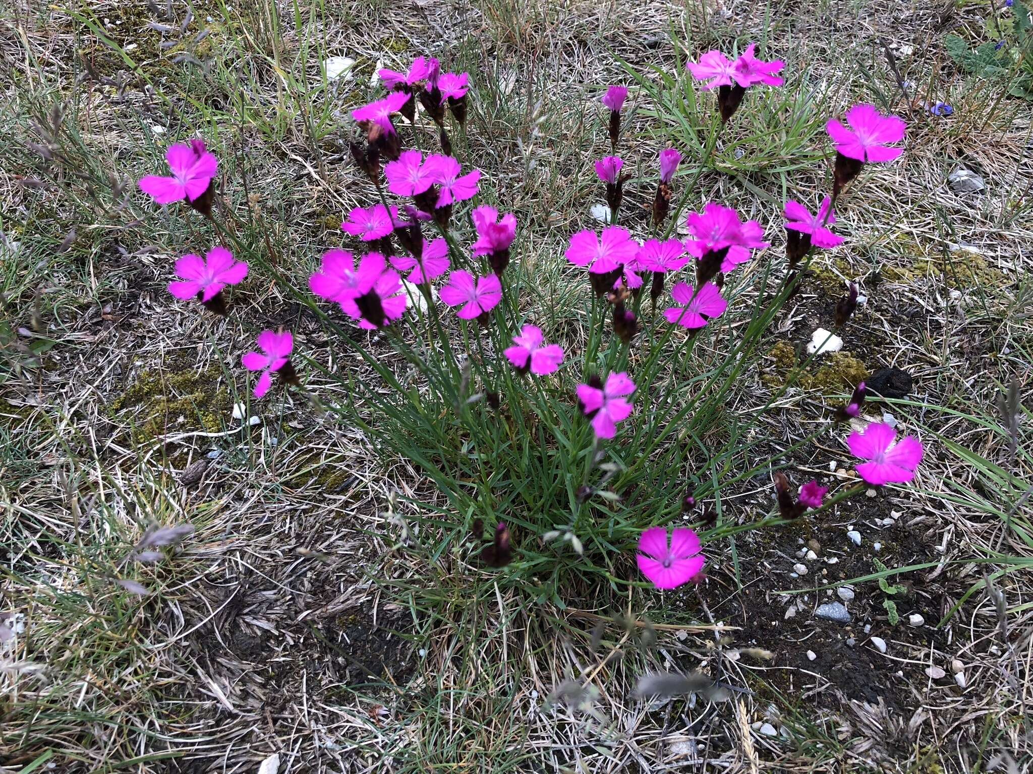 صورة Dianthus carthusianorum L.