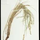 Image of Ozark Sedge