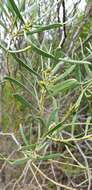 Image of <i>Senna artemisioides</i> subsp. <i>petiolaris</i>