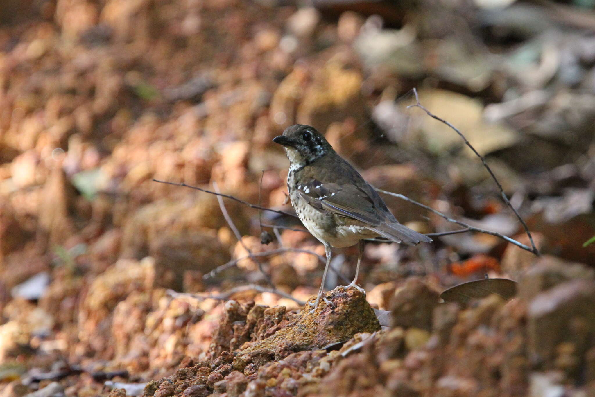 Image of Spot-winged Thrush