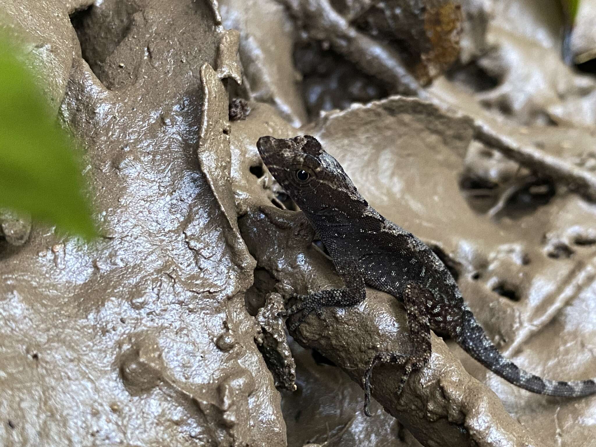 Anolis marsupialis Taylor 1956 resmi