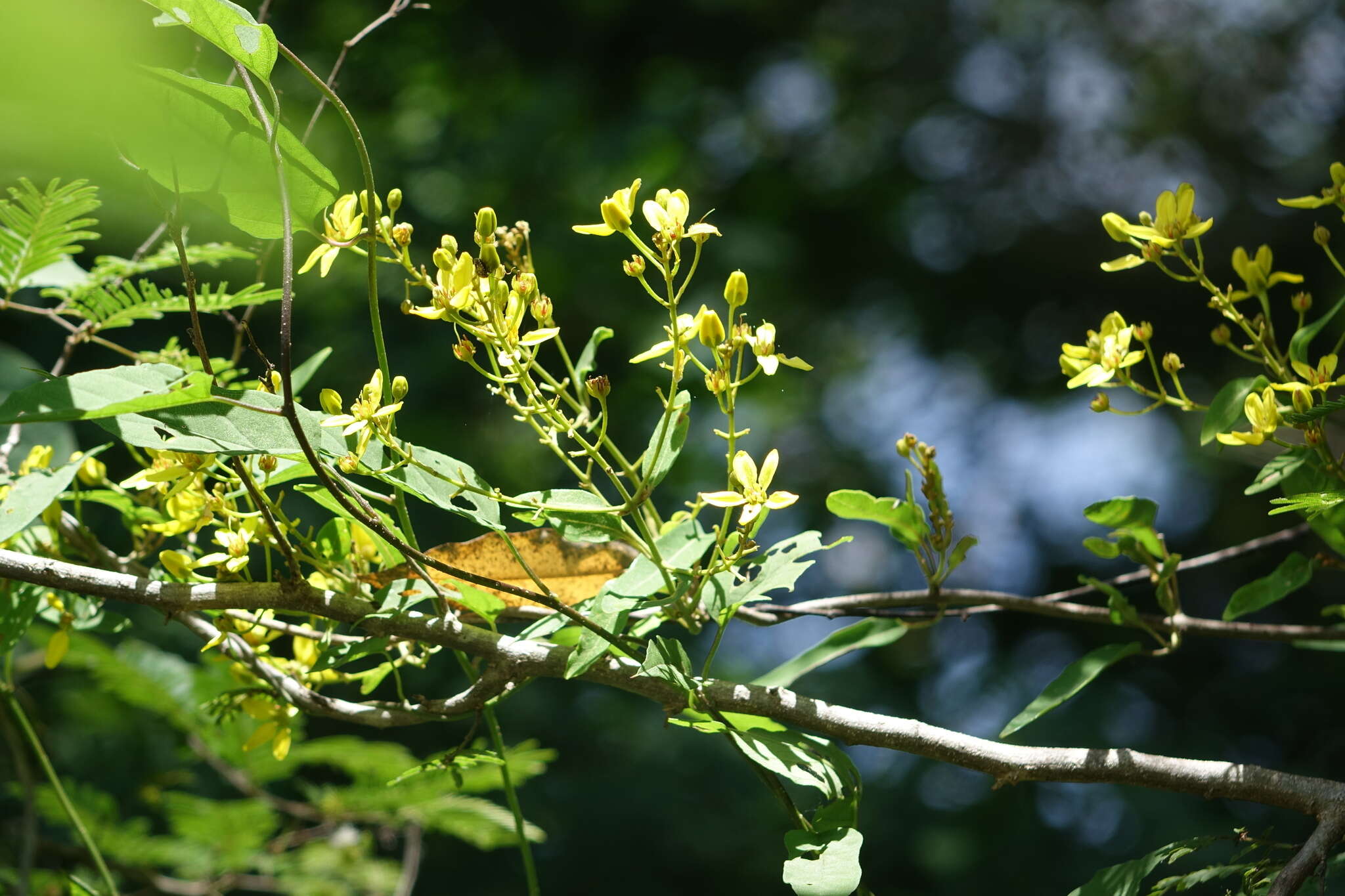 صورة Tristellateia madagascariensis Poir.