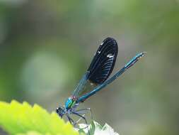 Image of Western Demoiselle