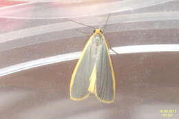 Image of common footman