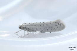 Image of Ermine moth