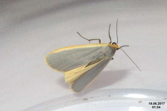 Image of common footman