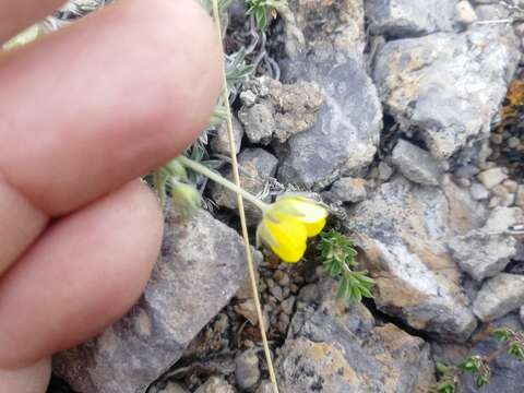 Image of Potentilla sericea L.