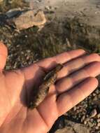 Image of Mottled Sculpin