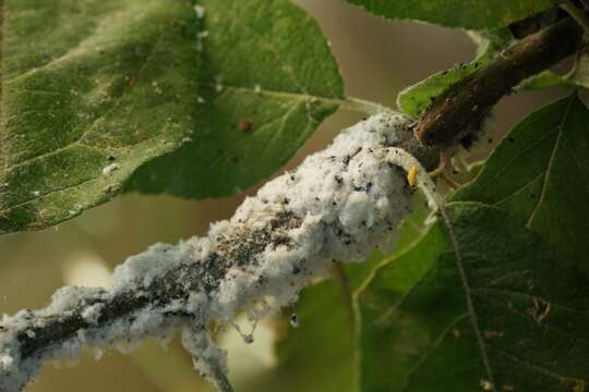 Image of Woolly Apple Aphid