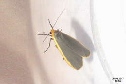 Image of common footman