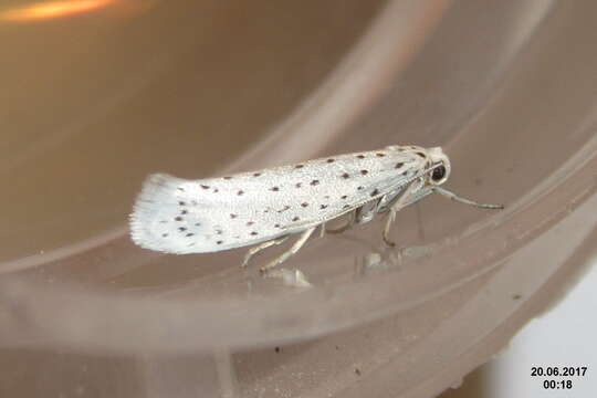 Image of Ermine moth