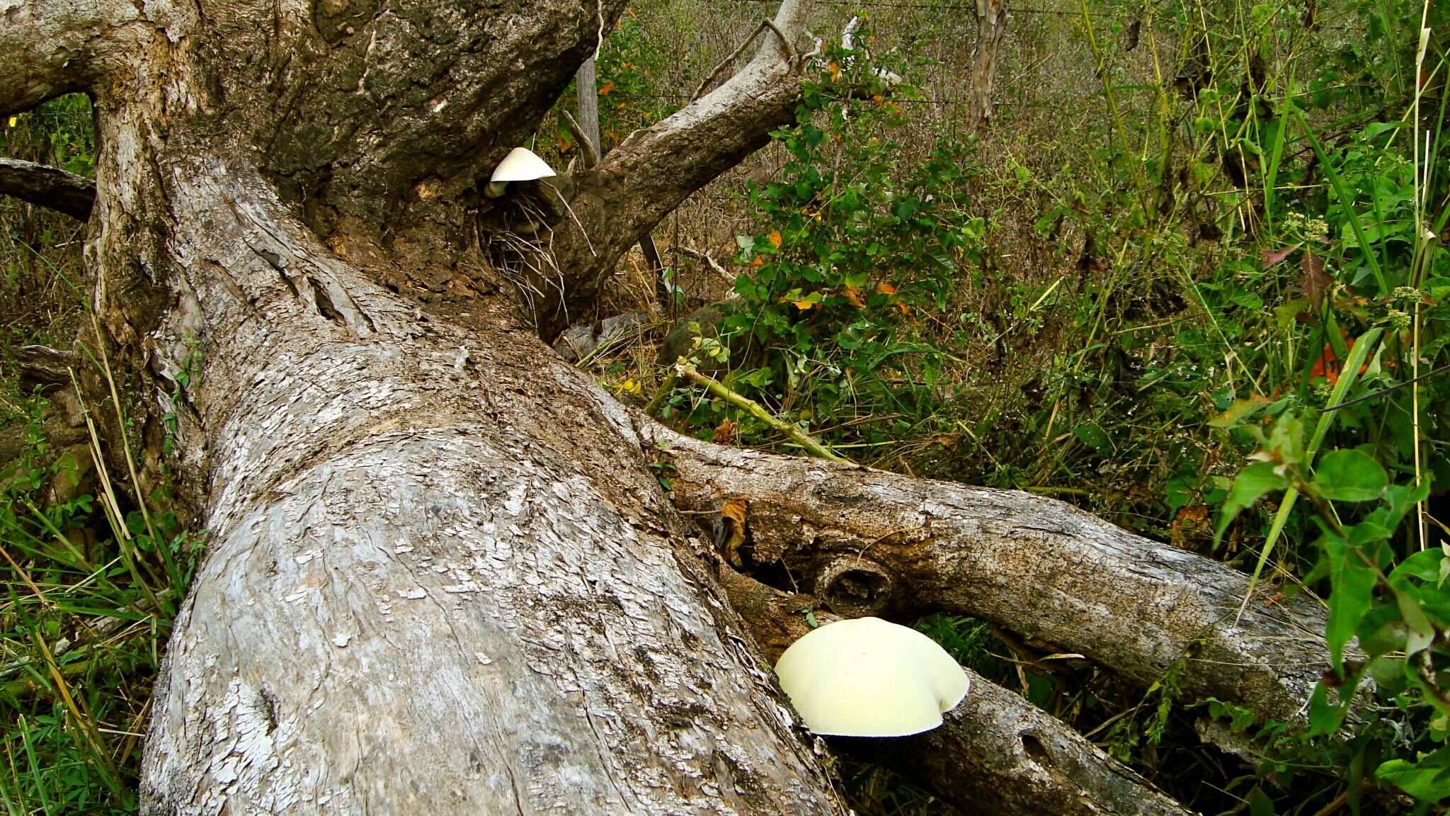 Image of Volvariella bombycina (Schaeff.) Singer 1951