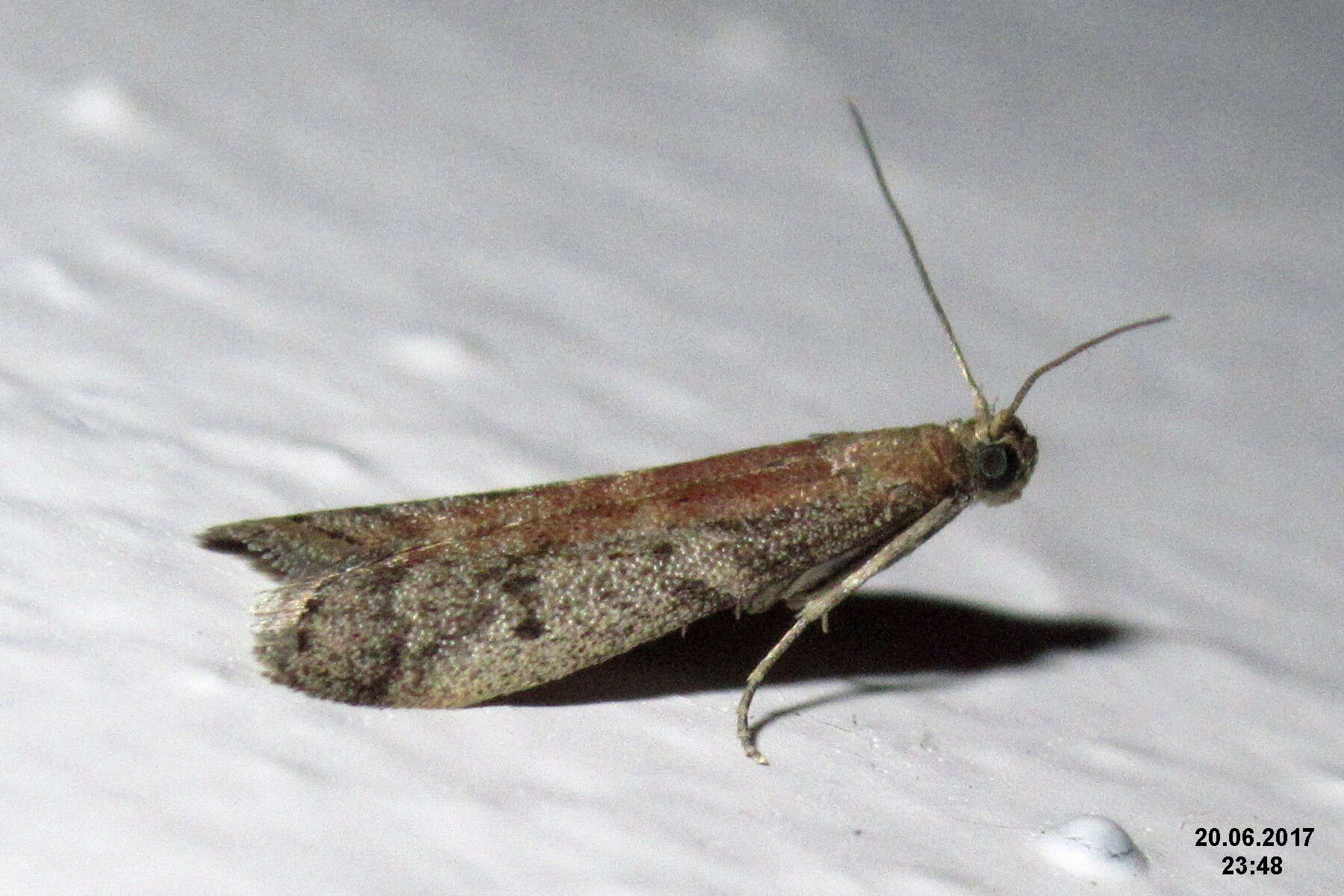 Image of Chocolate Moth