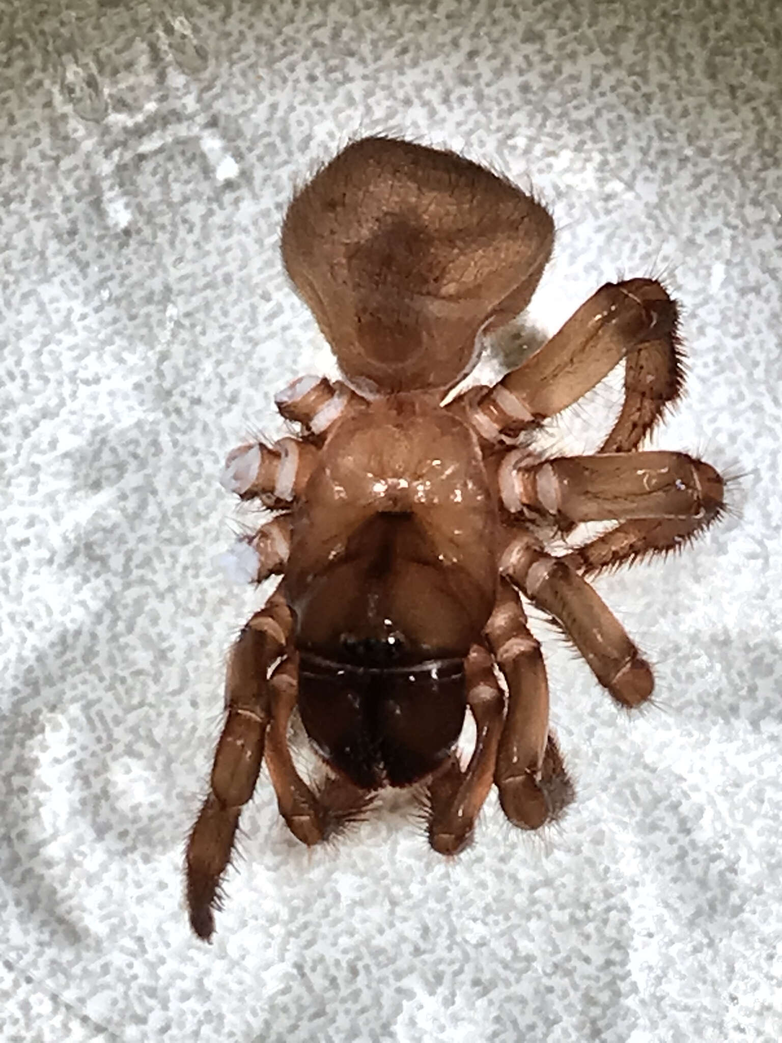 Image of Aliatypus erebus Coyle 1974