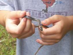 Diadophis punctatus edwardsii (Merrem 1820) resmi