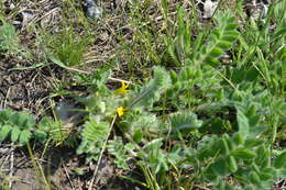 Image de Astragalus exscapus subsp. pubiflorus (DC.) Soó