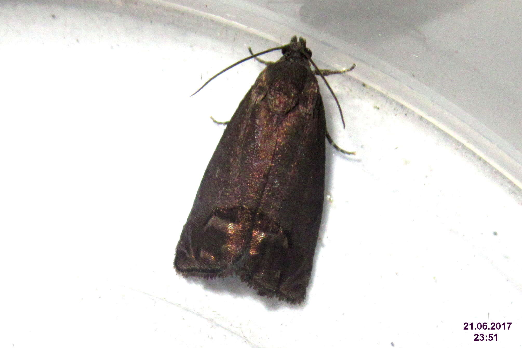 Image of codling moth