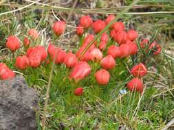 Image of Gentianella rupicola (Kunth) Holub