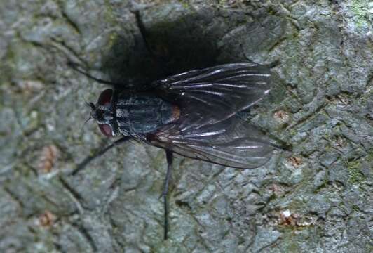 Image of House fly