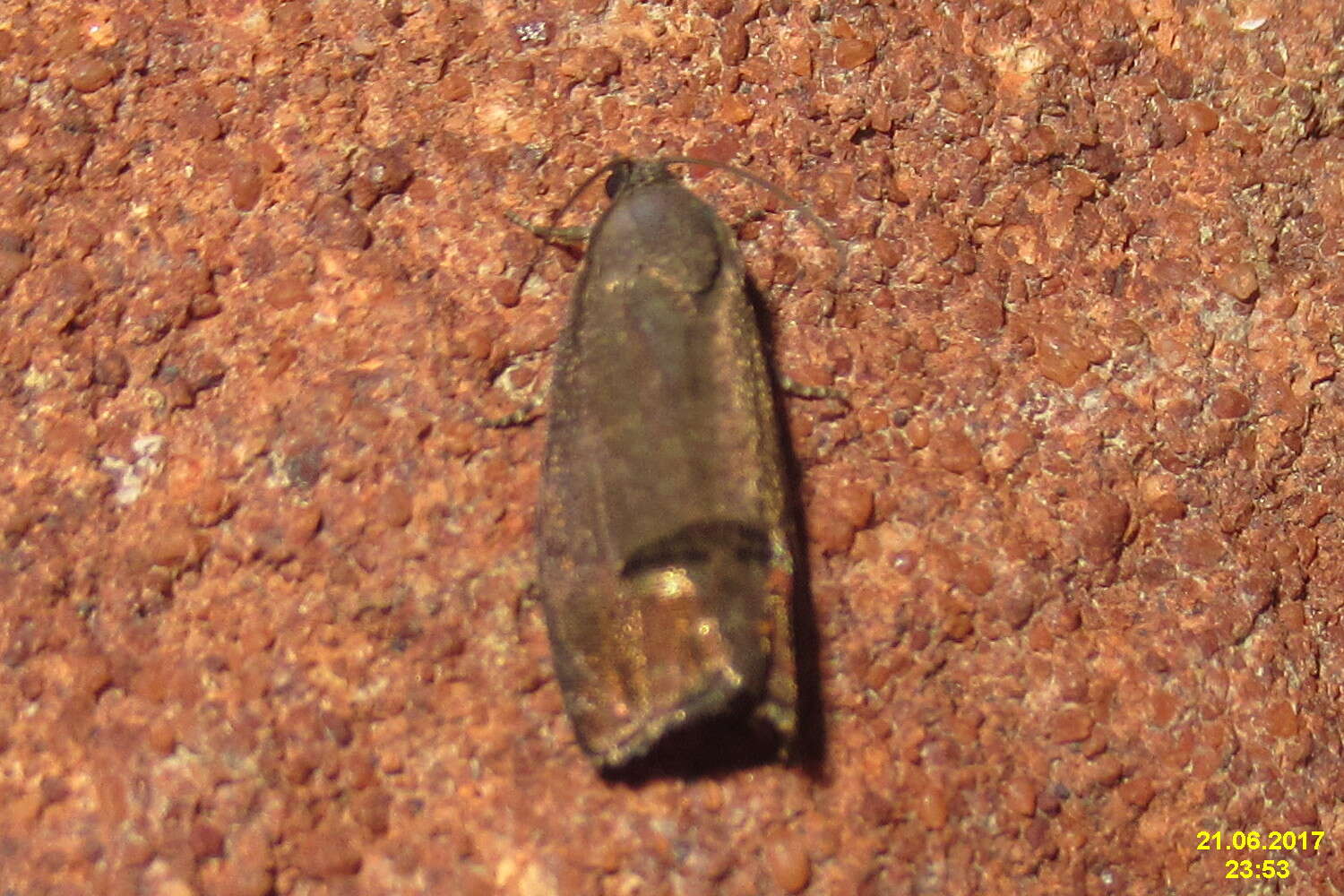 Image of codling moth