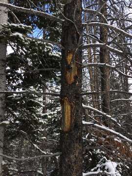 Image of subalpine fir