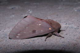 Image of Pine Devil Moth