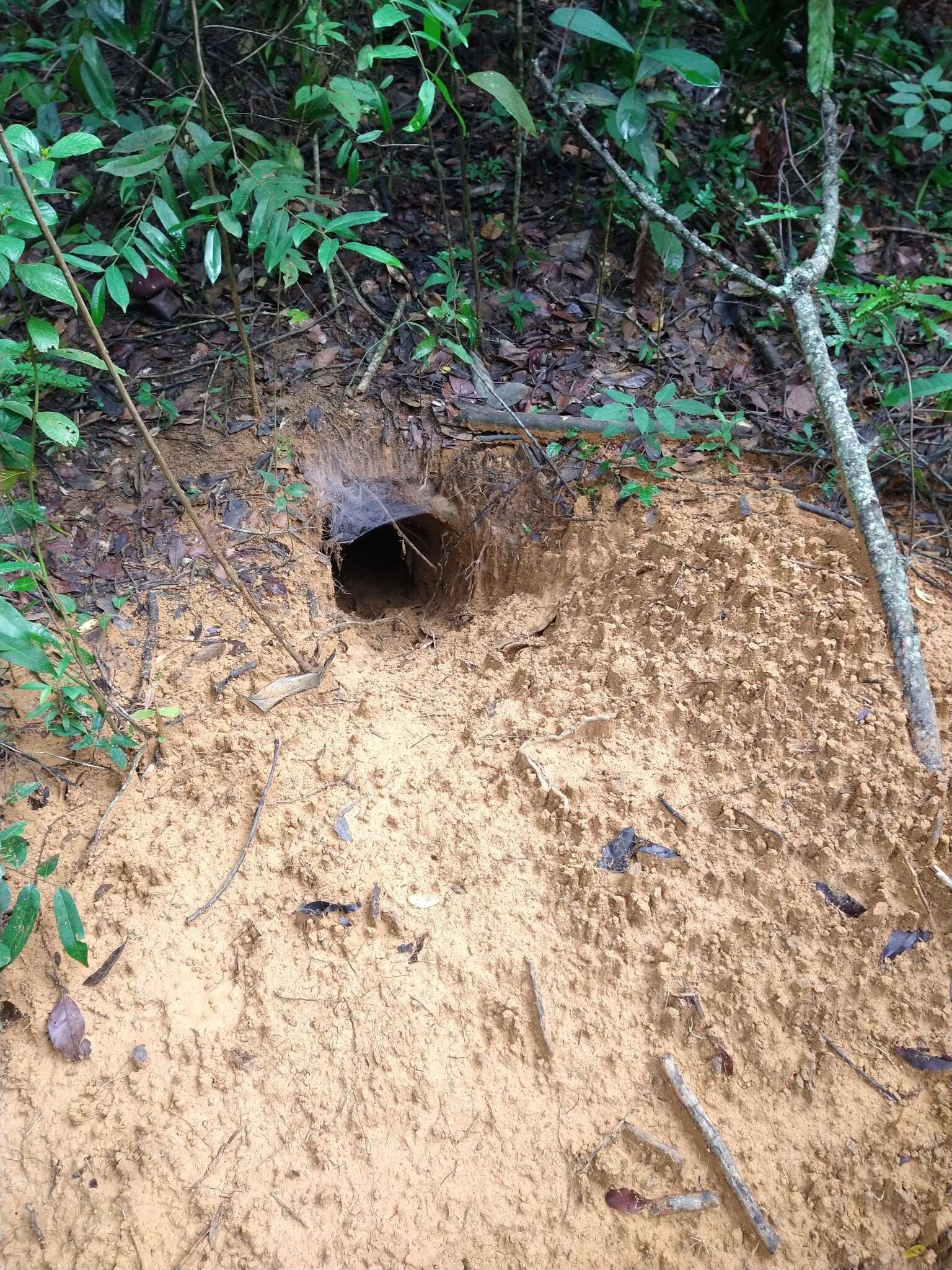 Image of giant armadillo