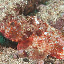 Image of Dark blotch scorpionfish