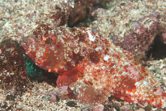 Image of Dark blotch scorpionfish