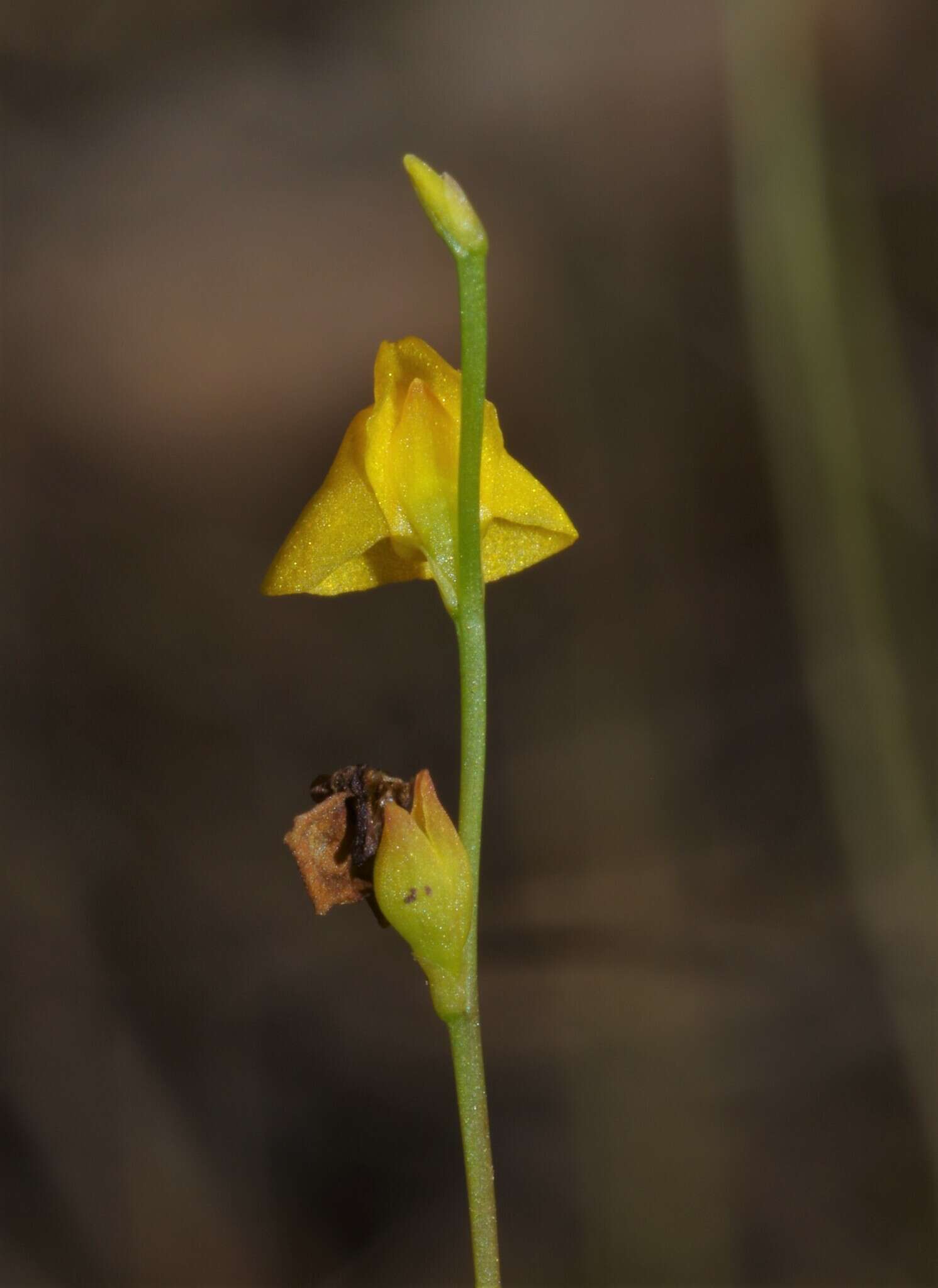 Image de Utricularia guyanensis A. DC.