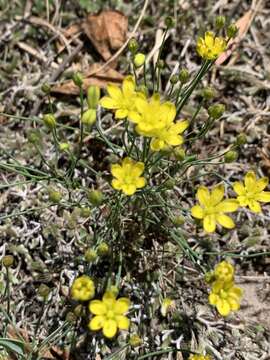 Image of Eriospermum abyssinicum Baker