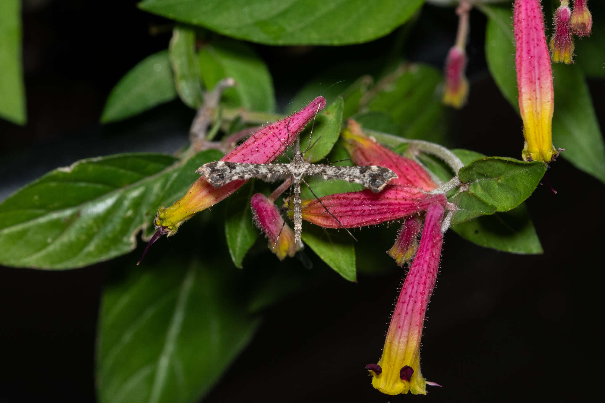 Image of Geranium Plume Moth