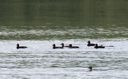 Image of Velvet Scoter