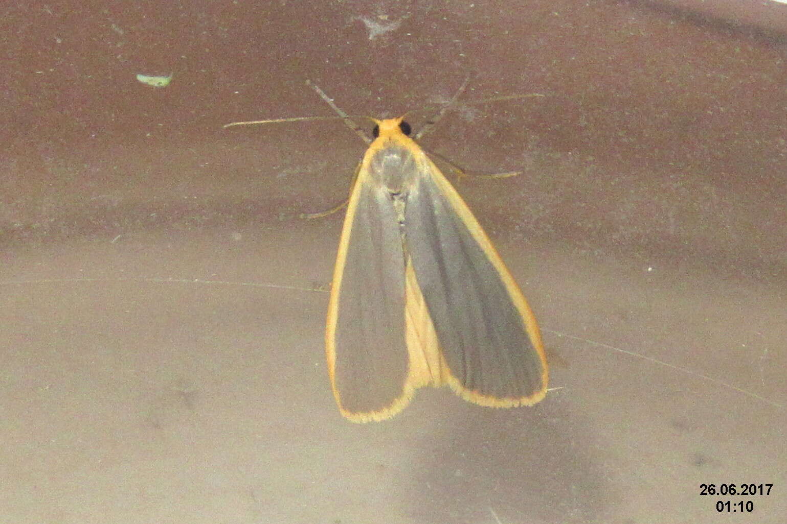 Image of common footman