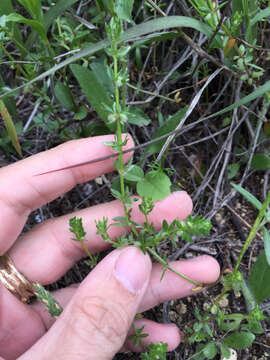 Image of southwestern bedstraw