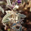 Image of Solanum centrale J. M. Black