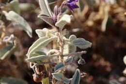 Image of Solanum centrale J. M. Black