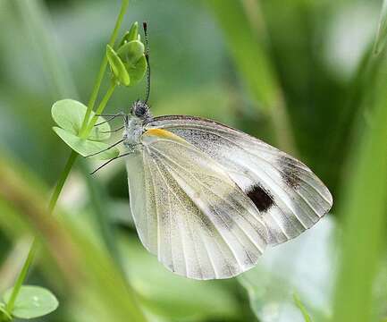 Image of <i>Pieris <i>canidia</i></i> canidia