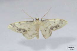 صورة Idaea trigeminata Haworth 1809