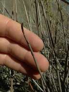 Image of Muehlenbeckia ephedroides Hook. fil.