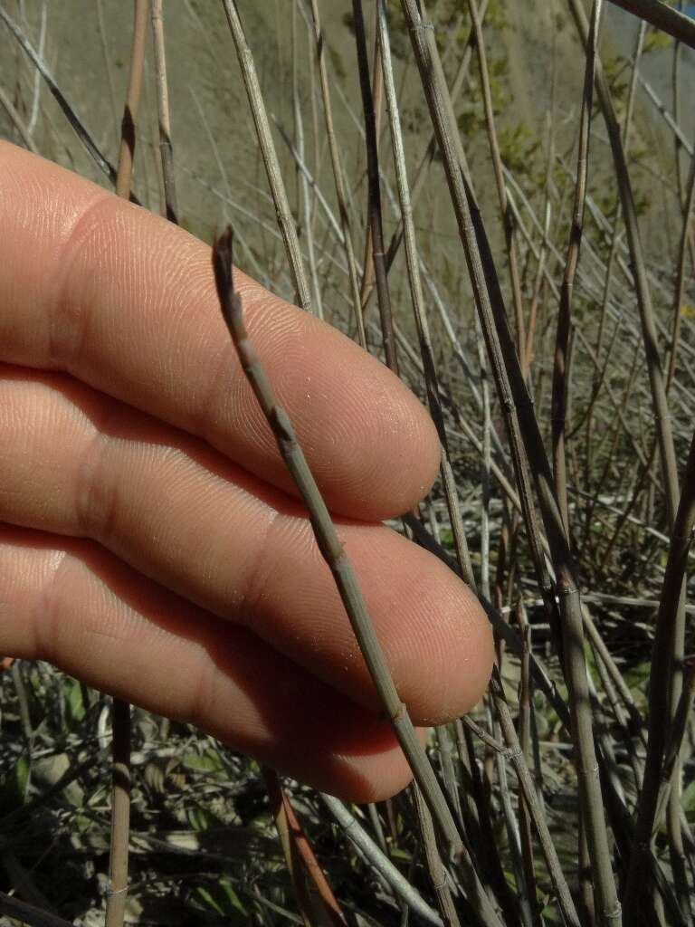 Image of Muehlenbeckia ephedroides Hook. fil.