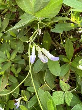 Imagem de Amphicarpaea bracteata subsp. edgeworthii (Benth.) H. Ohashi