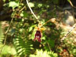 Cottonia peduncularis (Lindl.) Rchb. fil.的圖片