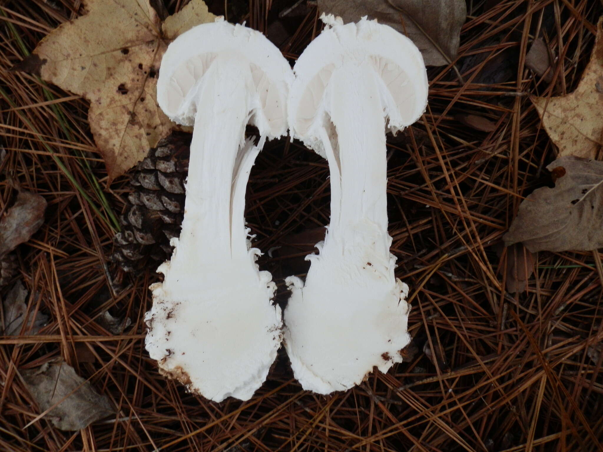 Image of Coker's amanita