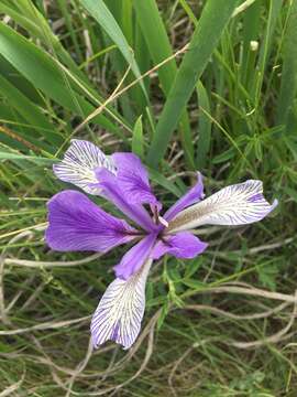 Plancia ëd Iris biglumis Vahl