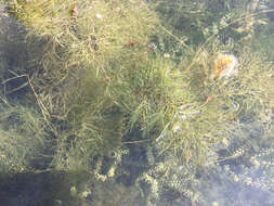 Image of pondweed