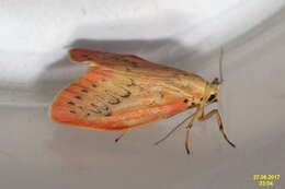 Image of rosy footman