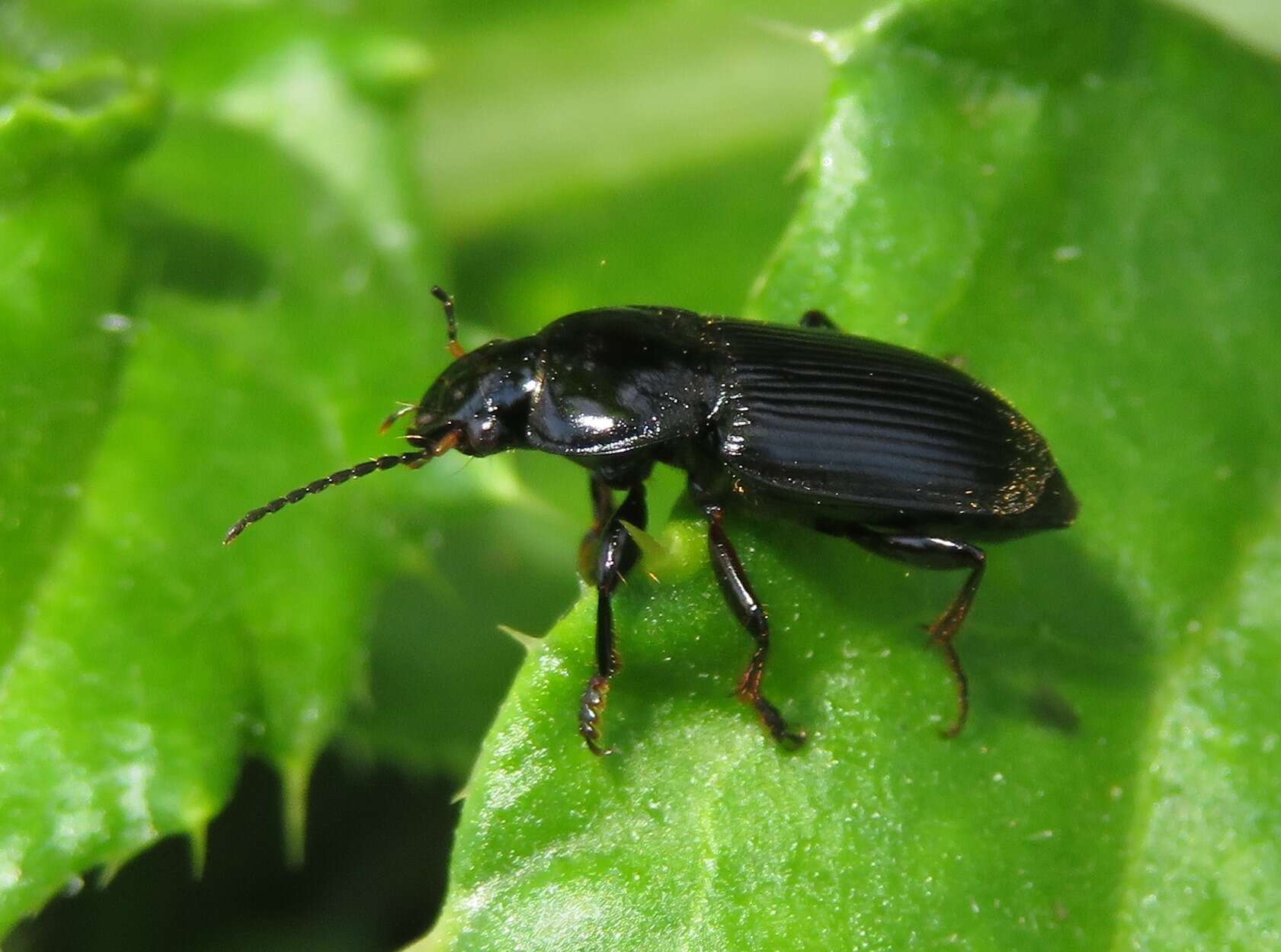 Anisodactylus (Anisodactylus) binotatus (Fabricius 1787) resmi